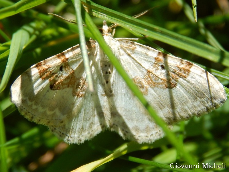 Geometridae: Xanthorhoe montanata, maschio